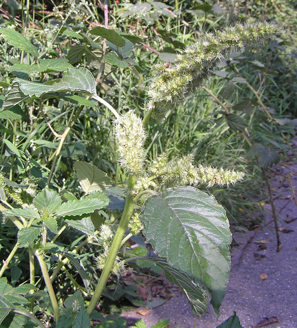 Zurückgekrümmter Fuchsschwanz, Amaranthus retrofluxus